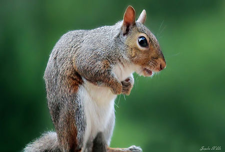 squirrel-jacqueline-hodsdon-web