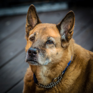 Lady, my 13yo Shepherd - Chow mix, is showing signs of her age.