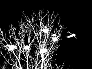 wildlife-by-charles-payet