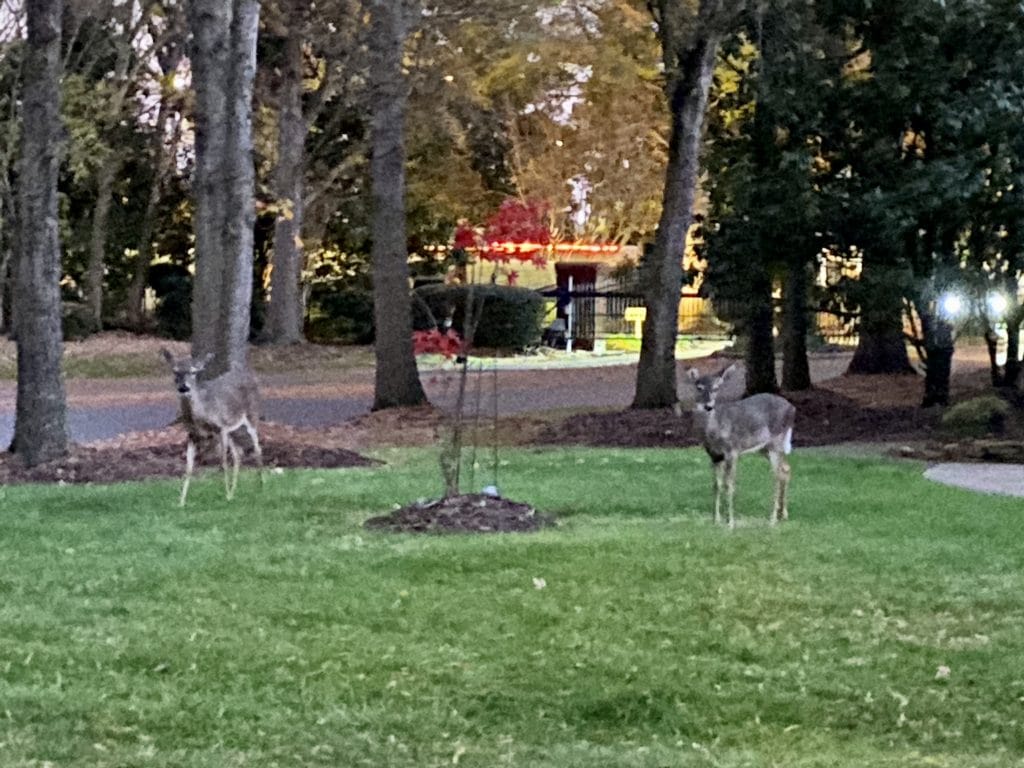 iphone 11 pro photo of deer in low light