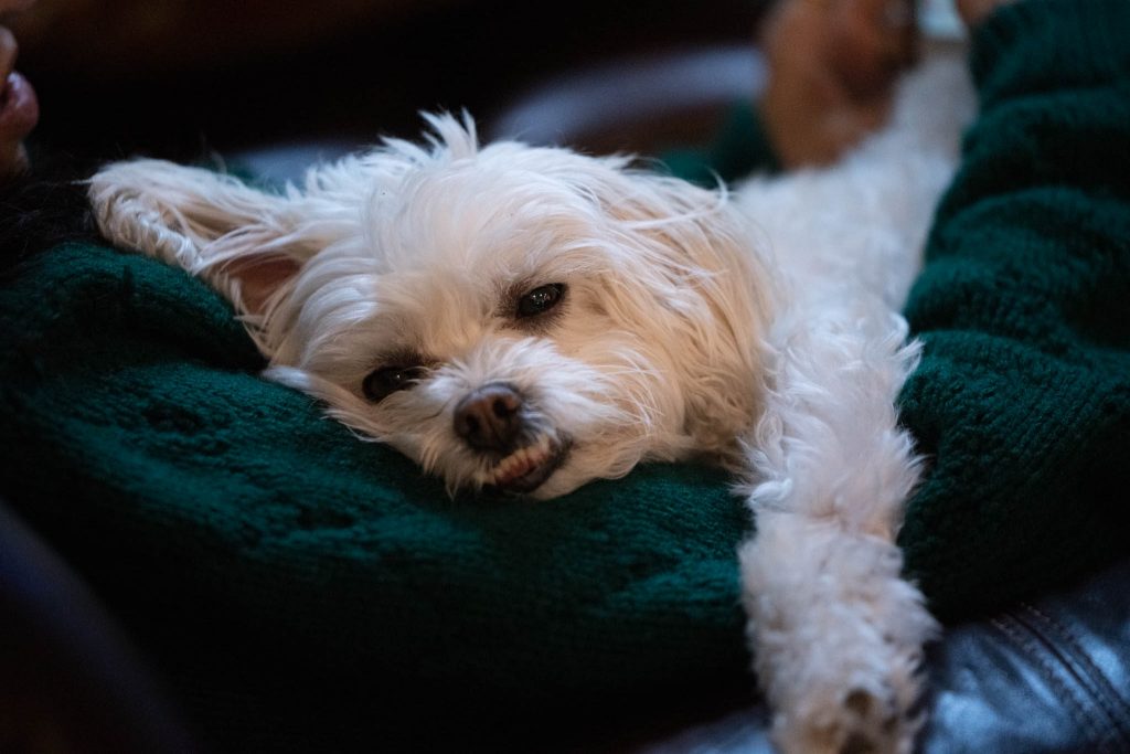 Sony a7r iv dog photo